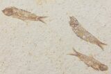 Fossil Fish (Knightia) Plate- Wyoming #111242-2